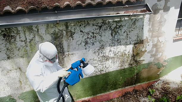 Trusted Mold Testing service in Knoxville, TN - Cheap Mold Removal